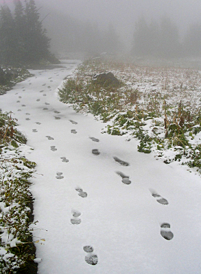 [A paved walking trail is white and completely covered with snow except where two sets of boot tracks have just traveled the path. The ground on either side of the path is dusted with thick snow but the vegetation is visible.]